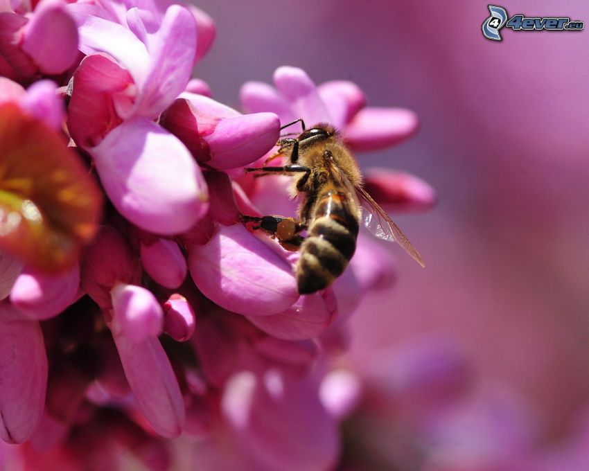 abeja en una flor, flor púrpura