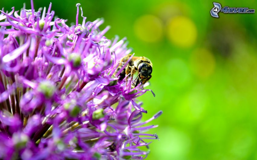 abeja en una flor, flor púrpura