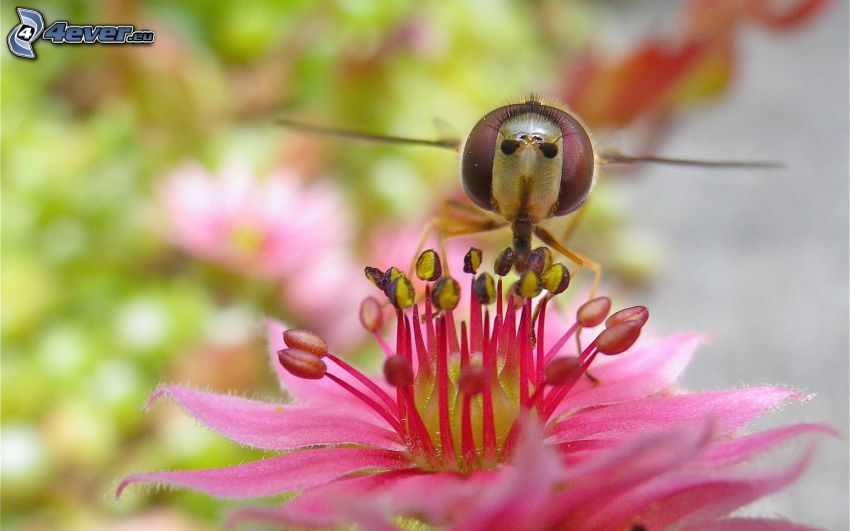abeja en una flor, flor rosa, macro