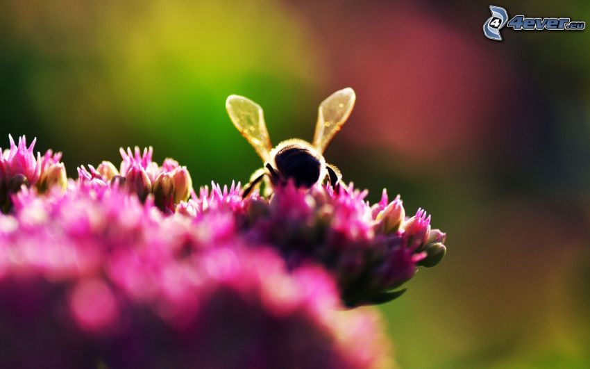 abeja en una flor, flor rosa