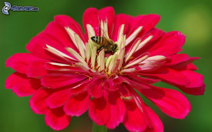 abeja en una flor, flor rosa
