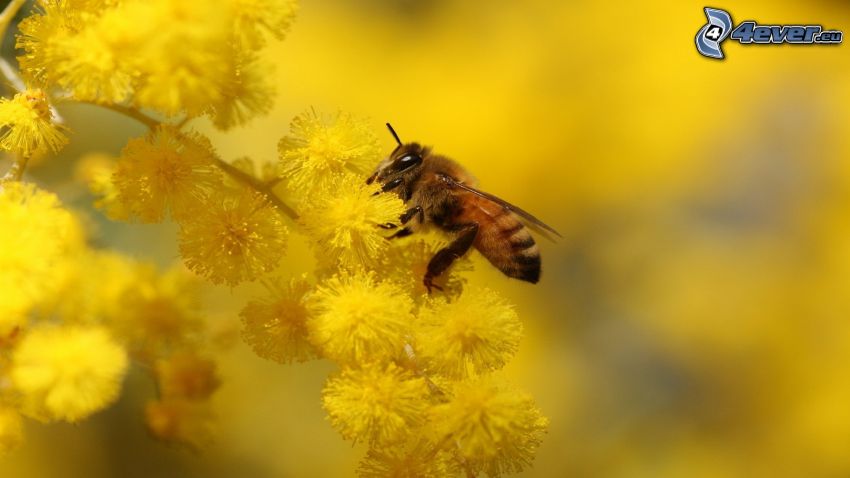 abeja en una flor, flores amarillas