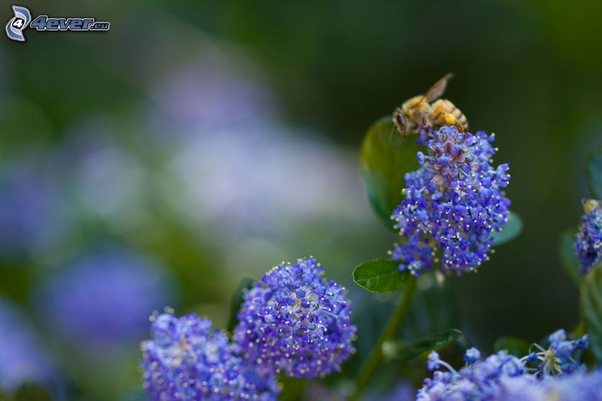 abeja en una flor, flores de color azul