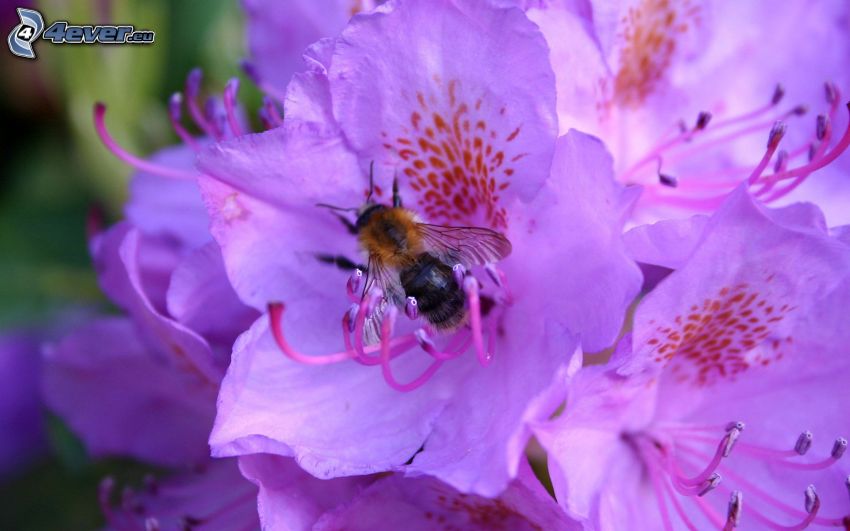 abeja en una flor, flores de coolor violeta