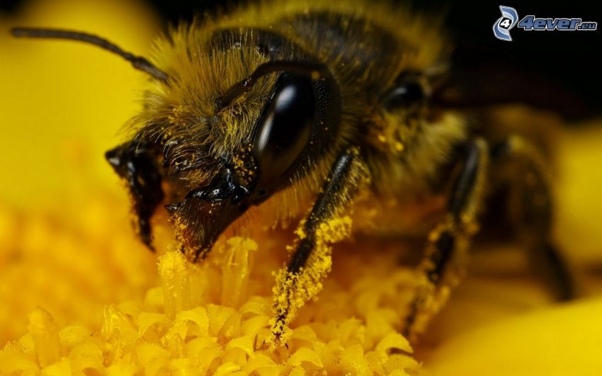 abeja en una flor, macro, flor amarilla, polen