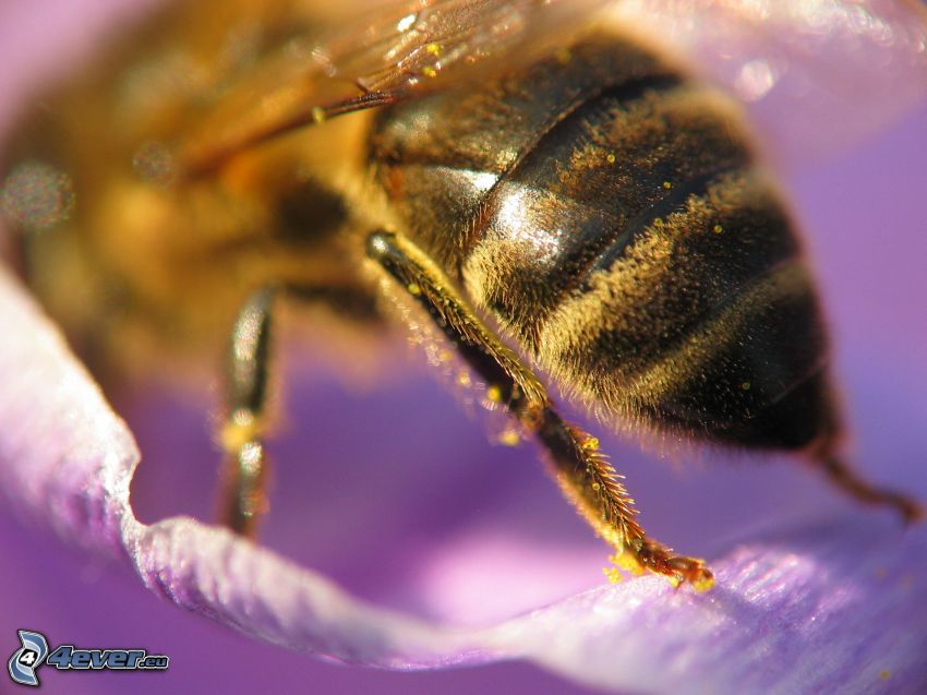 abeja en una flor, macro, flor púrpura