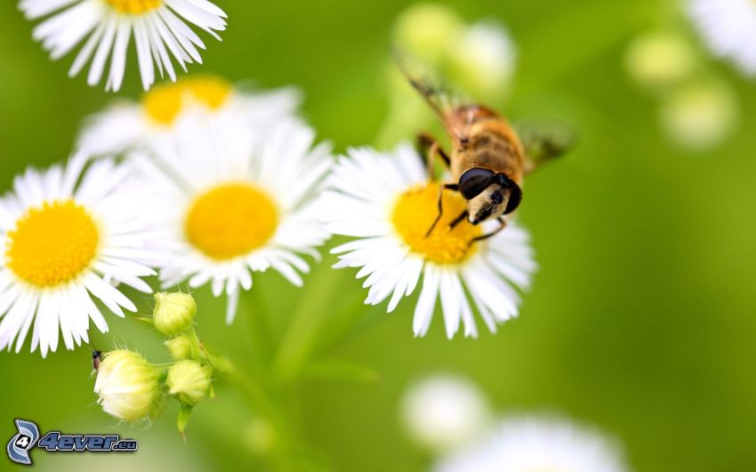 abeja en una flor, margaritas