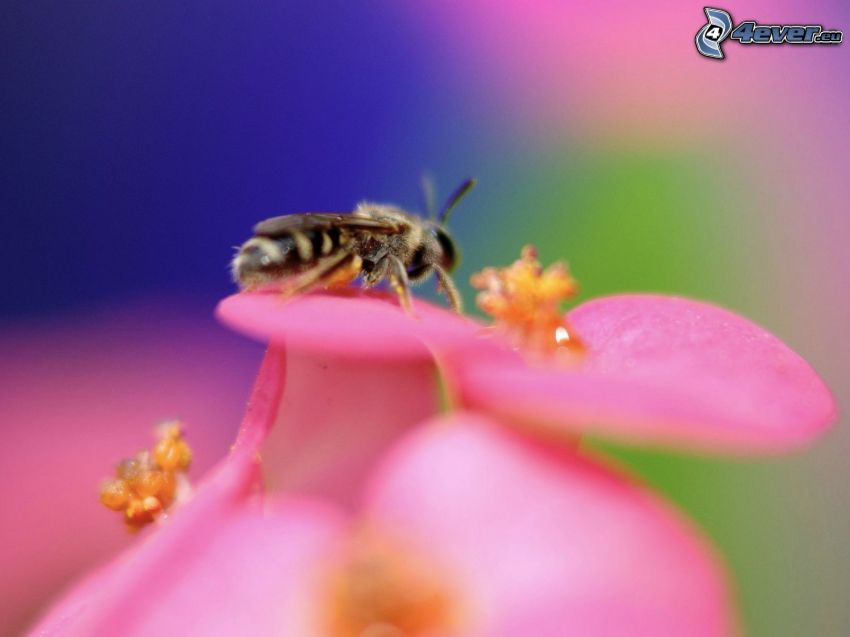 abeja en una flor