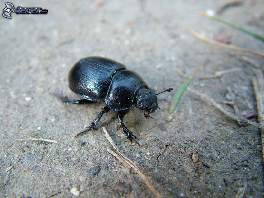 escarabajo, arcilla