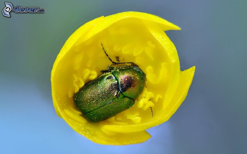 escarabajo, flor amarilla