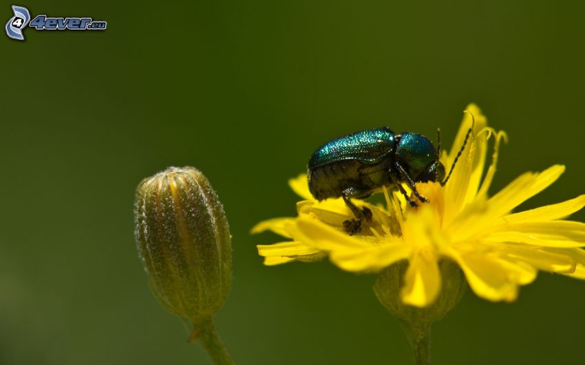 escarabajo, flor amarilla