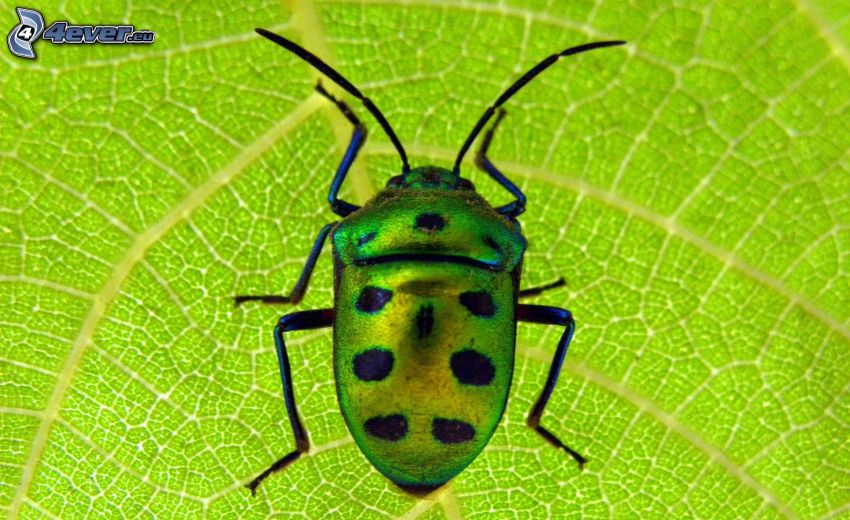 escarabajo, hoja verde, macro