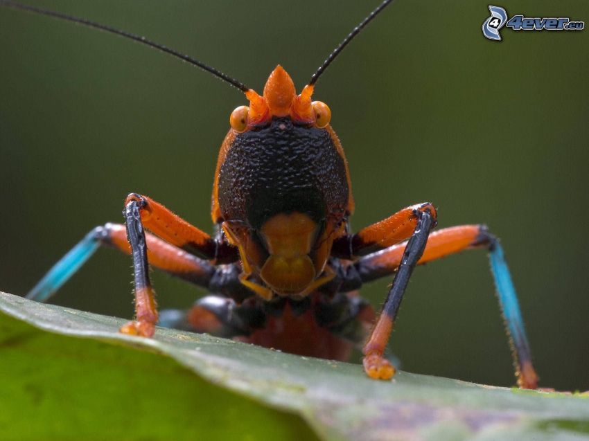 escarabajo, insecto