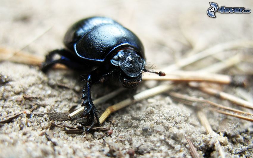 escarabajo, macro