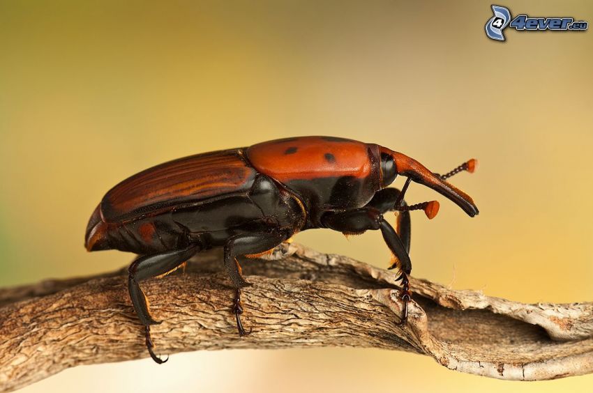 escarabajo, madera