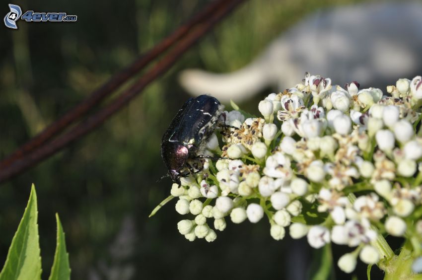 escarabajo, planta