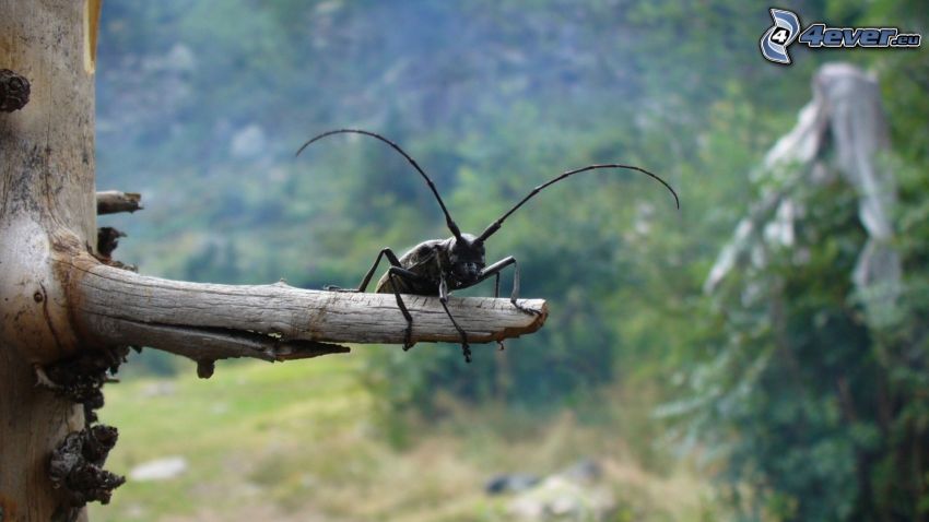 escarabajo, rama
