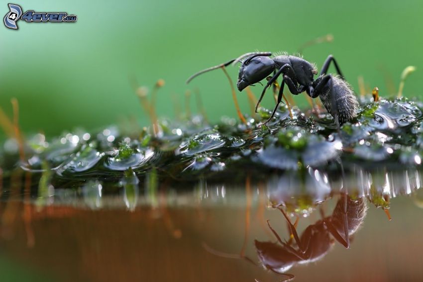 hormiga, agua, macro