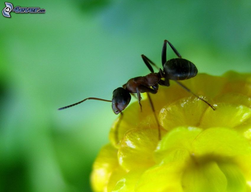 hormiga, flor amarilla, macro