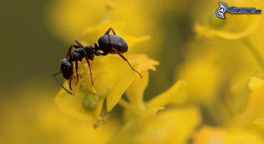 hormiga, flores amarillas, macro