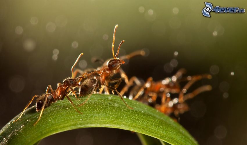 hormigas, hoja verde, macro
