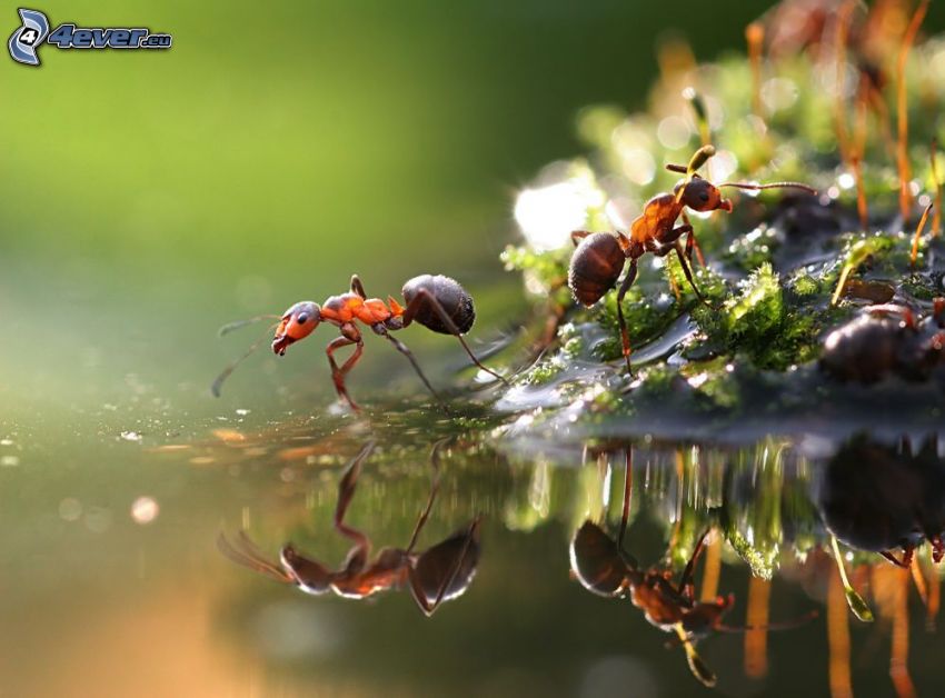 hormigas, macro, agua, reflejo