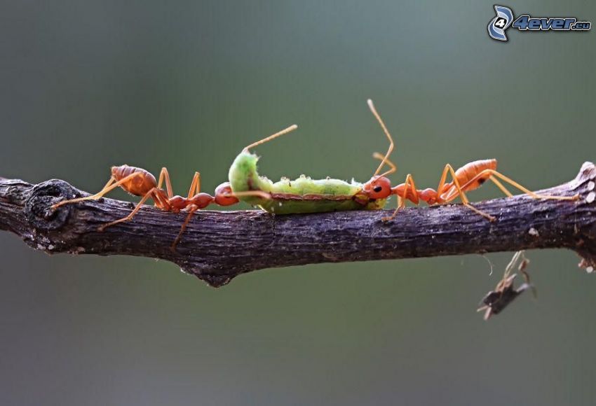 hormigas, oruga verde, rama, macro