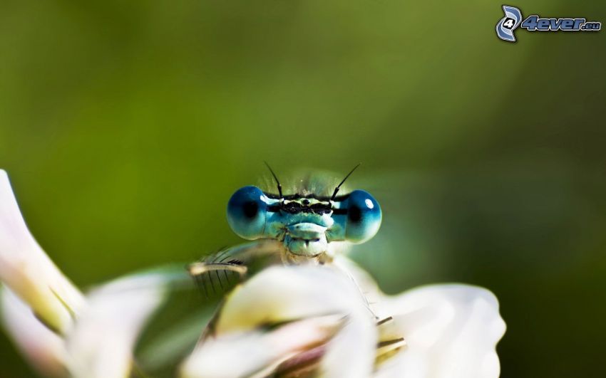 insecto, ojos