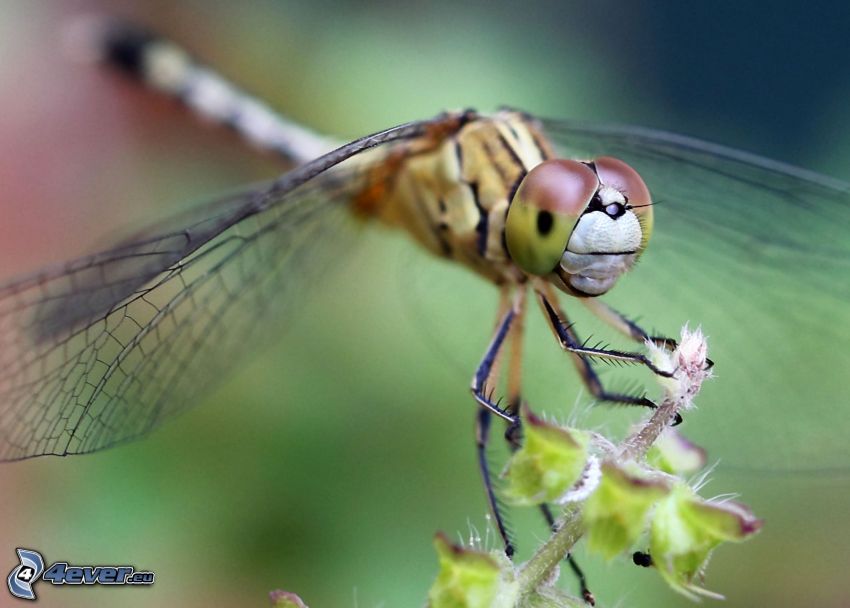 libélula, macro