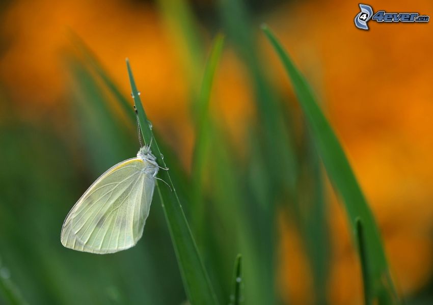 mariposa, brizna de hierba