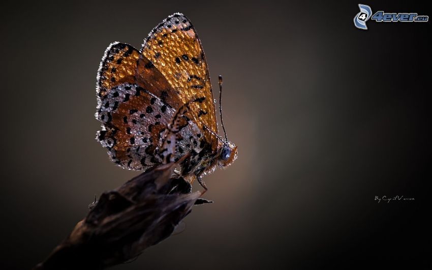 mariposa, gotas de rocío