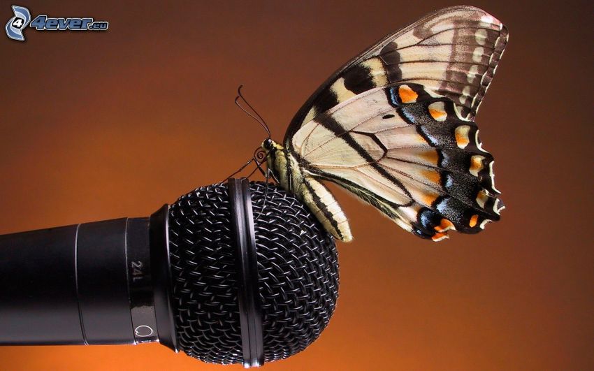 mariposa, micrófono