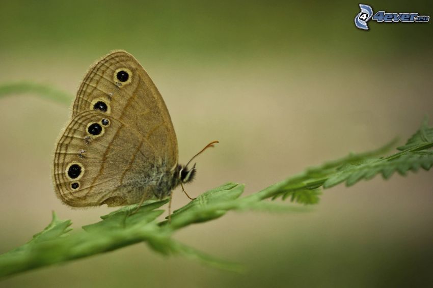 mariposa, paja