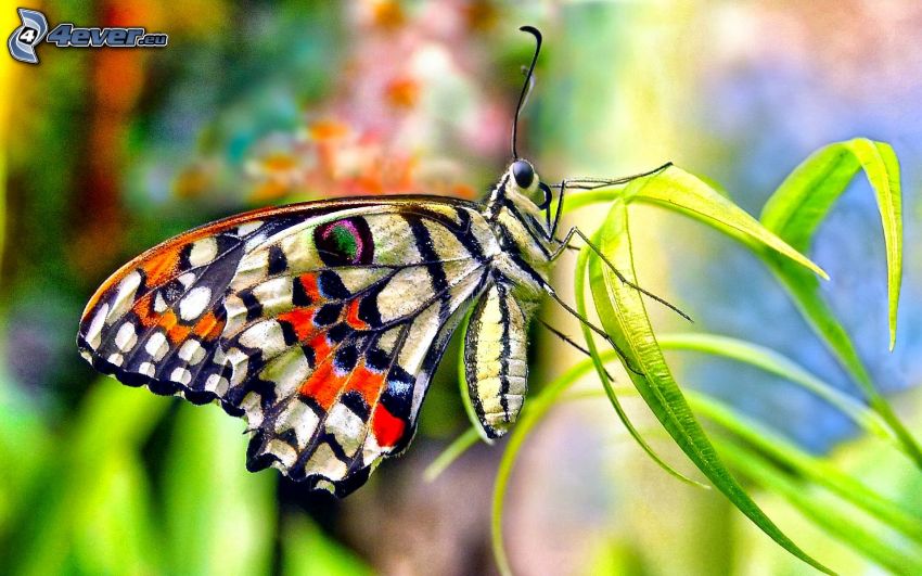 mariposa, paja de hierba