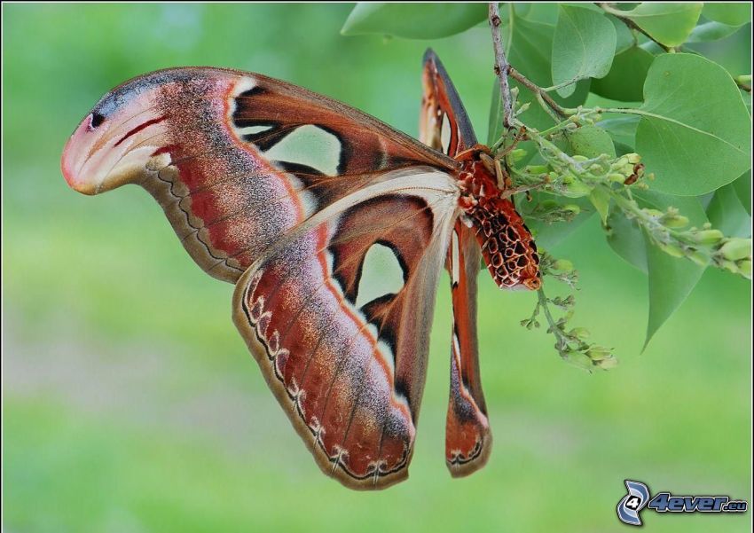 mariposa, rama