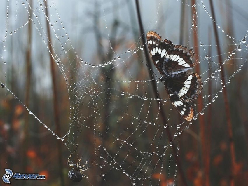 mariposa, tela de araña con gotas de agua