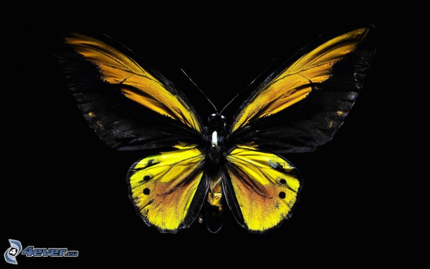 mariposa amarilla