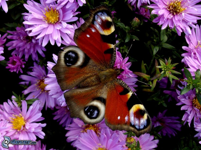 mariposa atalanta, mariposa sobre una flor