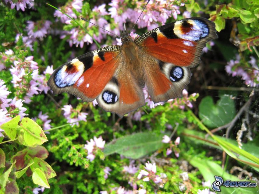 mariposa atalanta, mariposa sobre una flor