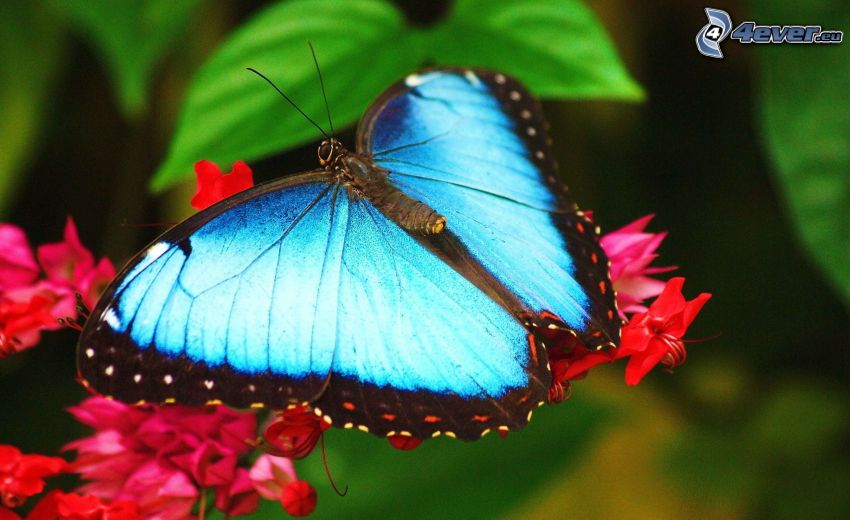 mariposa azul, flor roja, macro