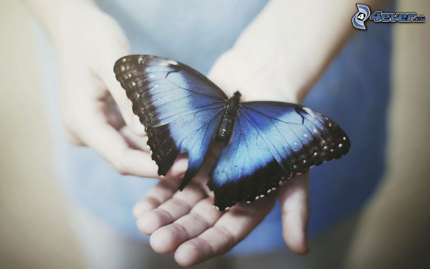 mariposa azul, manos