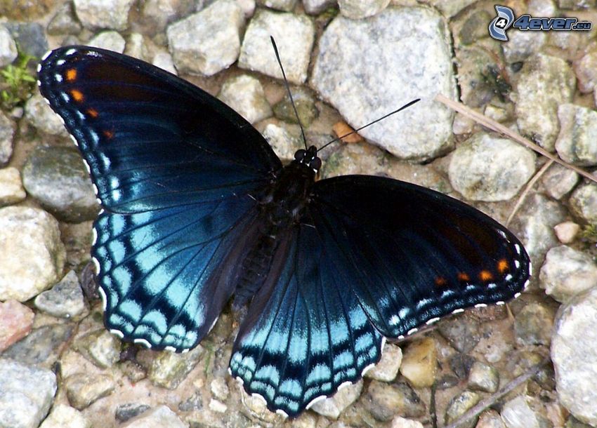 mariposa azul, piedras