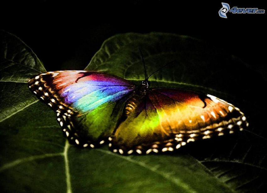 mariposa colorida, hoja