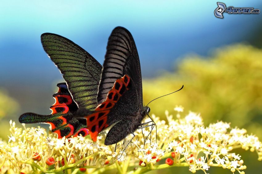mariposa negra, flor