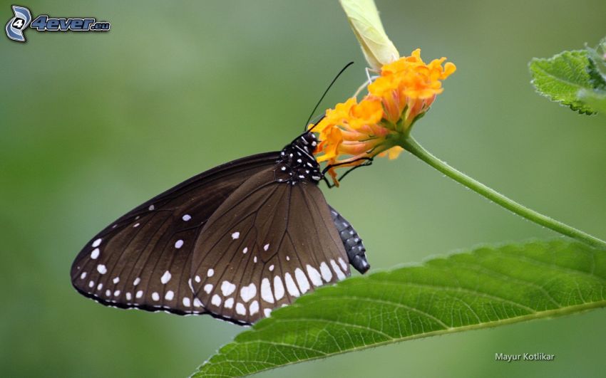 mariposa negra, flor de naranja
