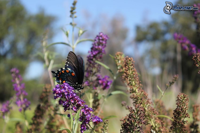 mariposa negra, flor púrpura