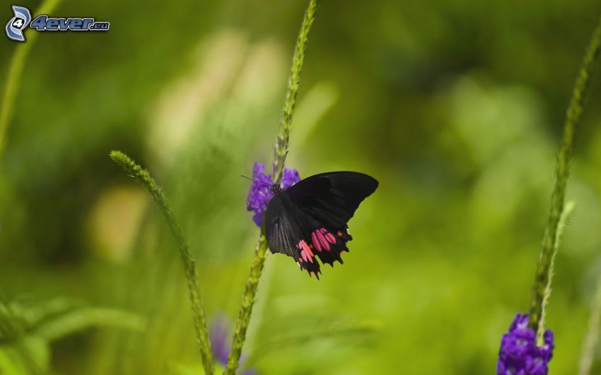 mariposa negra, flor púrpura