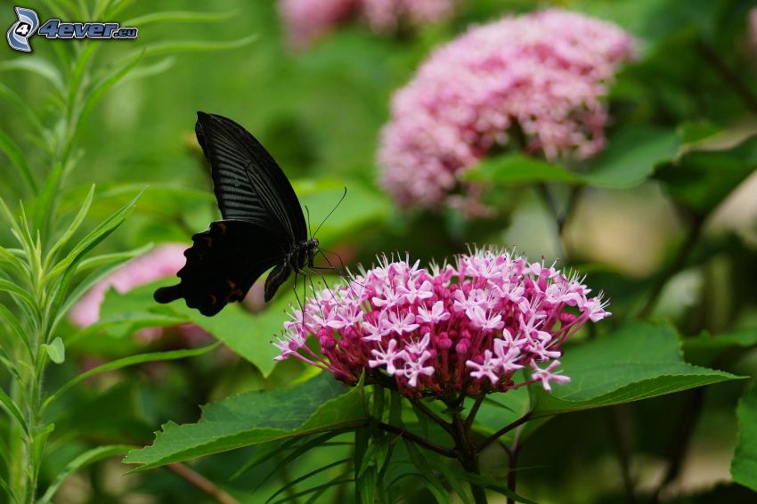 mariposa negra, flor rosa