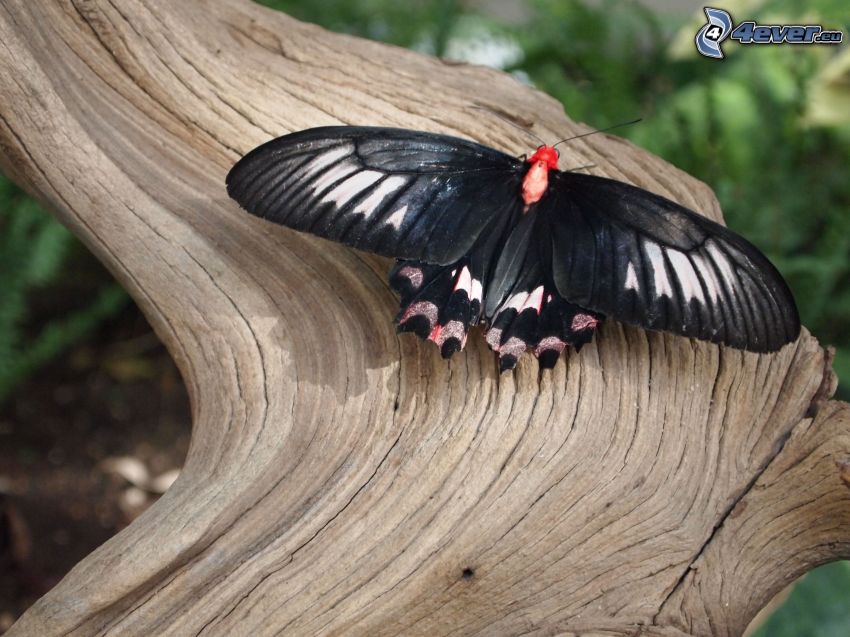 mariposa negra, madera