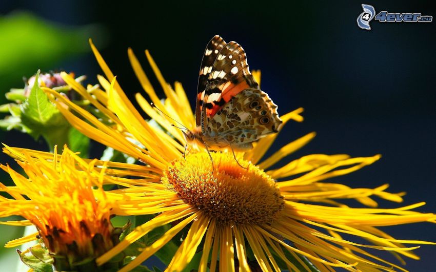 mariposa sobre una flor, flor amarilla